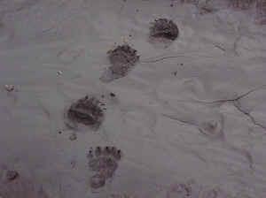 beartracks.jpg (164257 bytes)