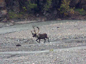 mini-caribou.jpg (222741 bytes)