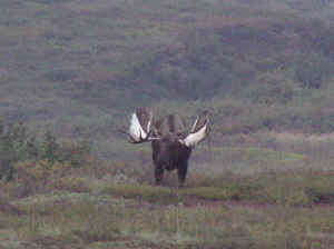 moose.jpg (143468 bytes)